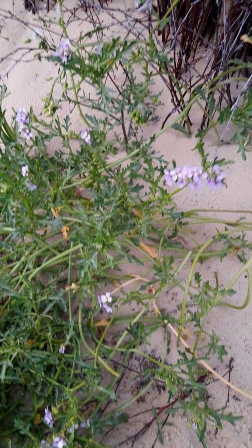 Cakile edentula caquillier edentule en fleur sur une dune sablonneuse