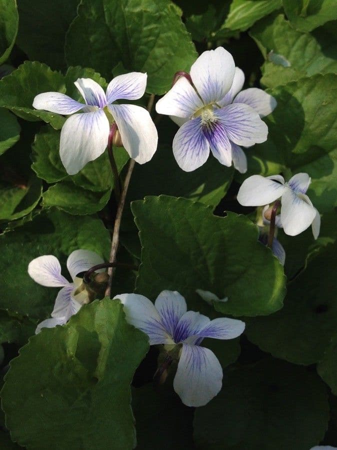 Viola melissifolia mit blassblauen Blüten zwischen ovalen, gekerbten Blättern