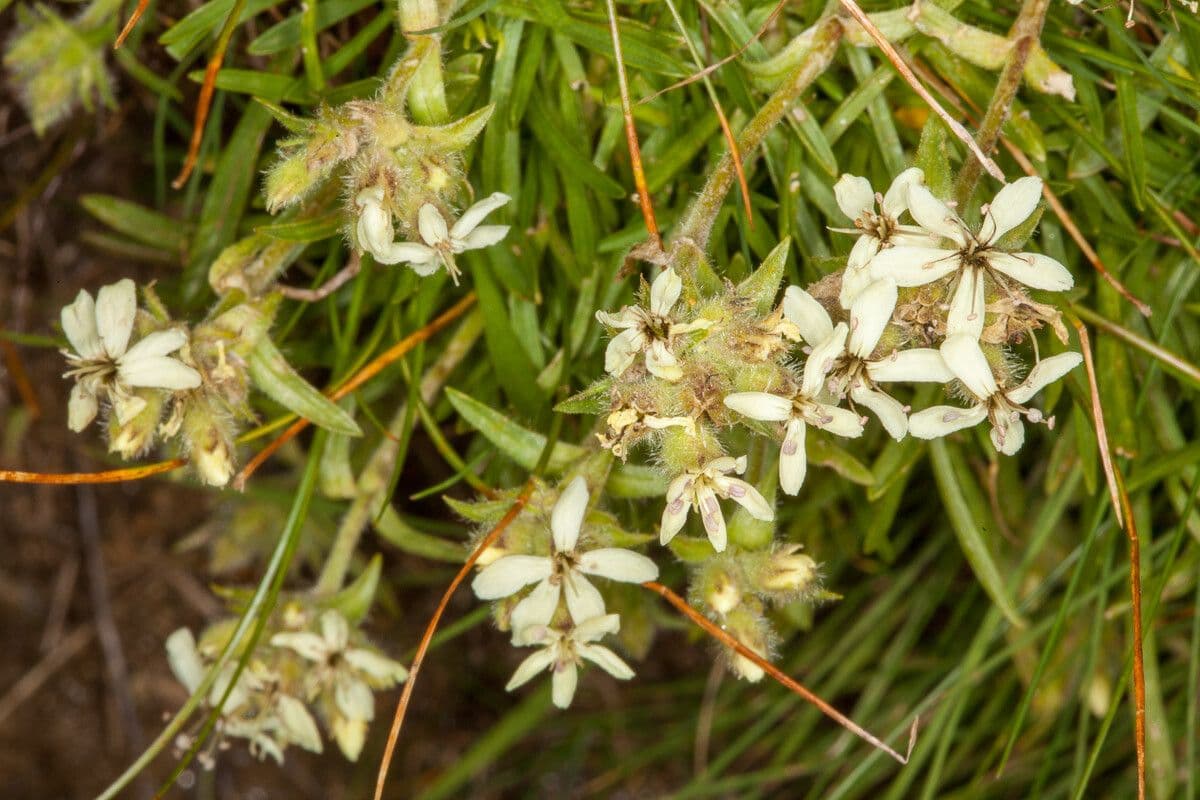 Saponaria lutea met gele bloemen in alpine bergomgeving