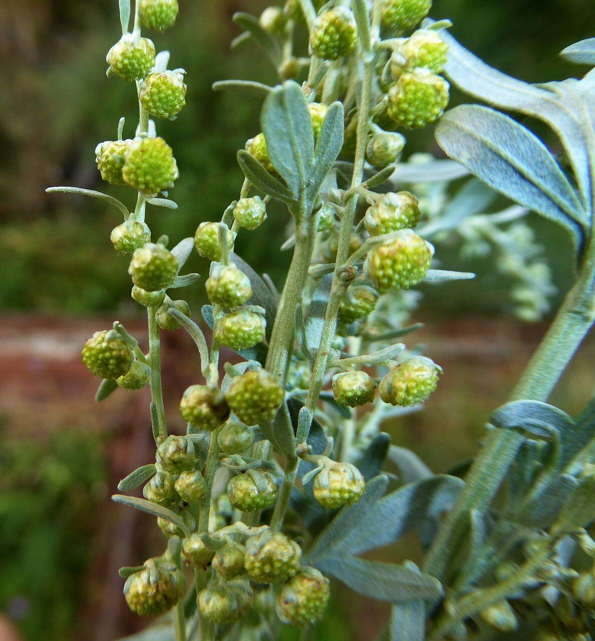 Artemisia absinthium in voller Blüte, silbrige Blätter und schlanke gelbe Blütenrispen in einem sonnigen Beet