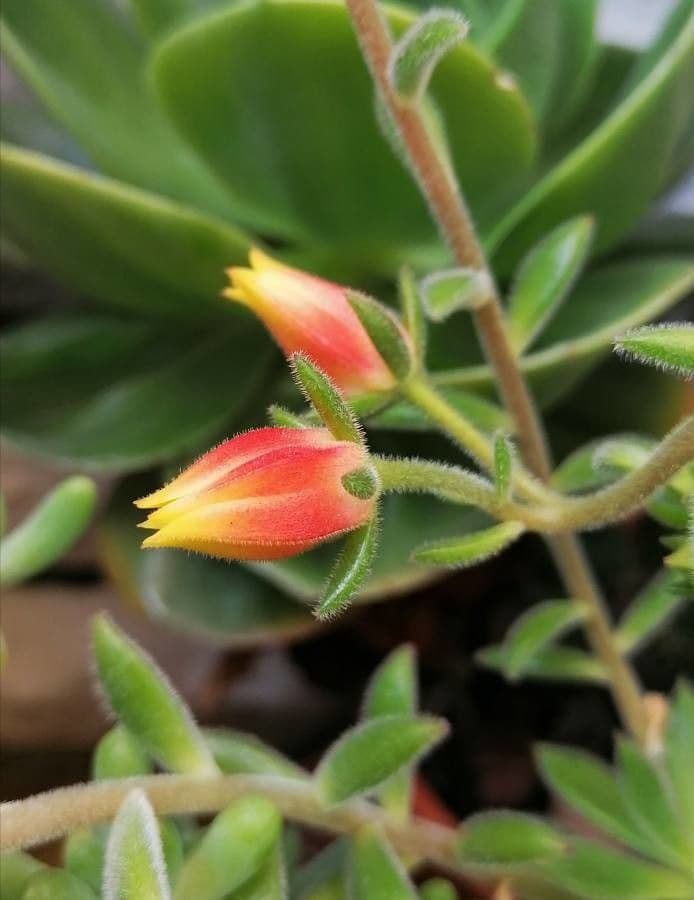 Echeveria harmsii Rosette mit roten Spitzen und gelben Bluten