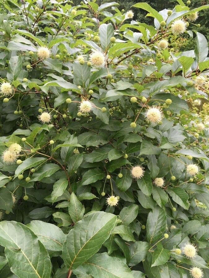 Knopfbaum mit weißen Kugelblüten