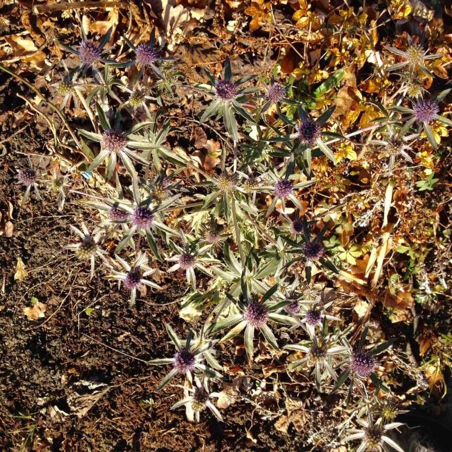 Feld-Mannstreu in voller Blüte mit silbernen Blüten