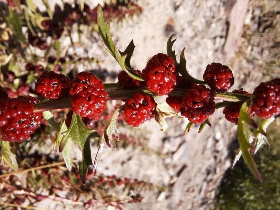 Rode aardbeispinazie plant