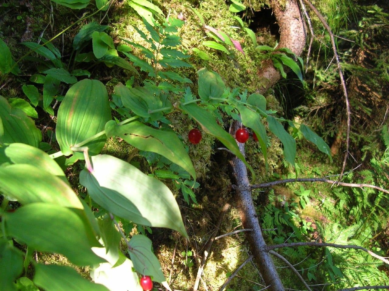 Streptopus amplexifolius with characteristic red fruits