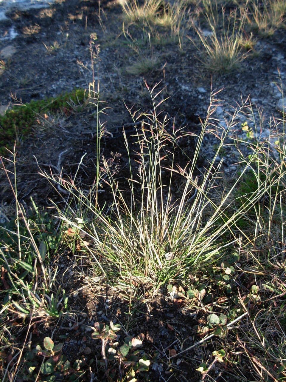 Festuca viviparoidea mit feiner Blattstruktur und charakteristischem aufrechtem Wuchs