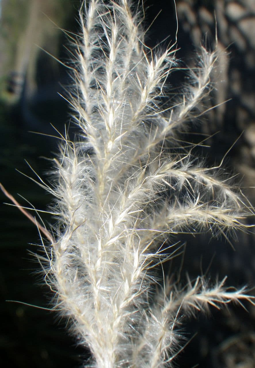 Bothriochloa barbinodis with red and brown flower spikes