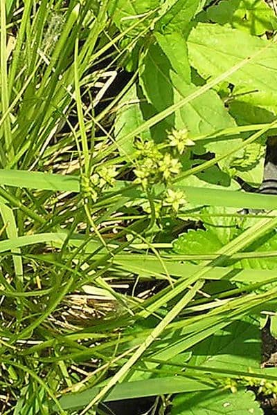 Eastern Star Sedge met karakteristieke stervorige zaadhoofden