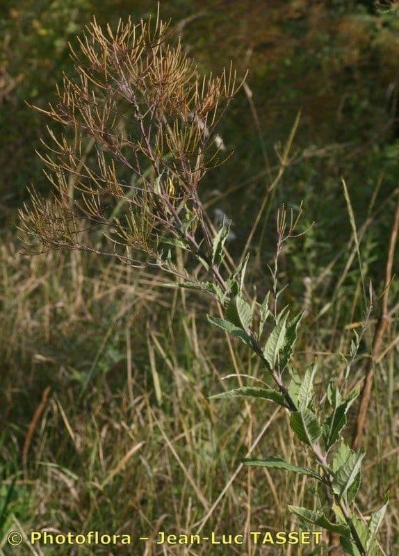 Perennial rocket plant with yellow flowers
