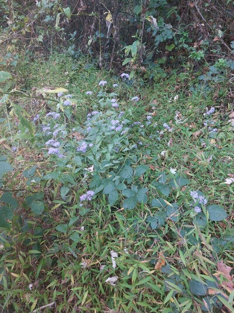 Blue mistflower in full bloom