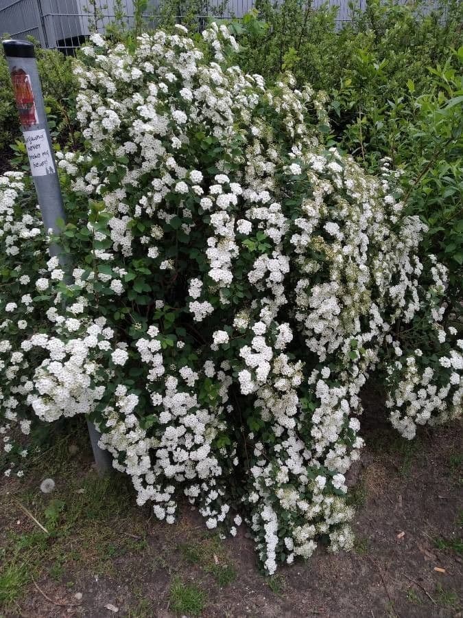White flower clusters of Spiraea x vanhouttei bridal wreath