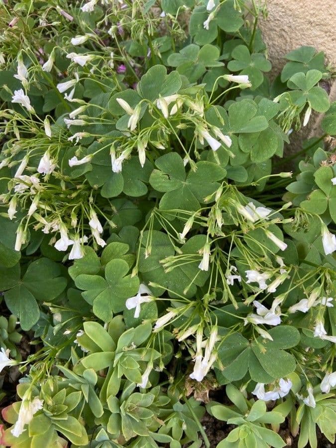 Zartes rosa-violettes Bluten des Oxalis incarnata in voller Blute