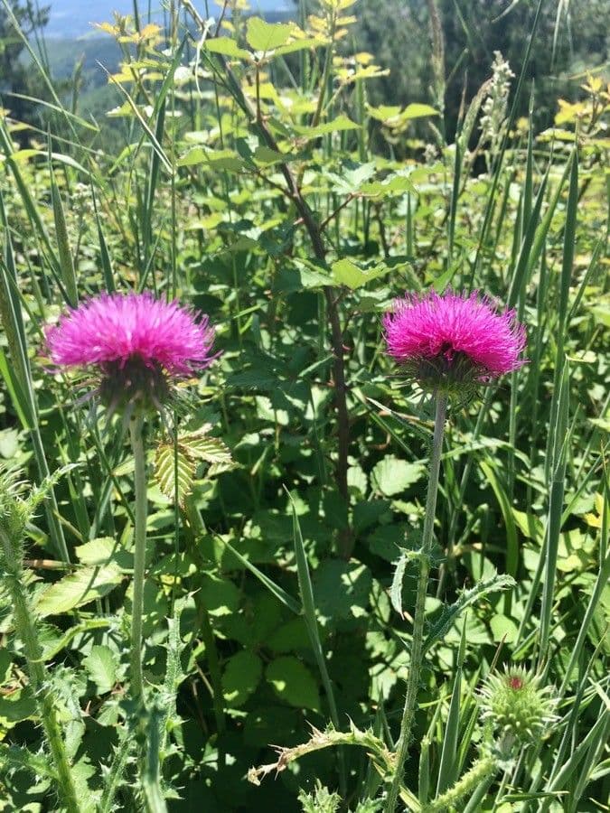 Alpine thistle with purple flower heads