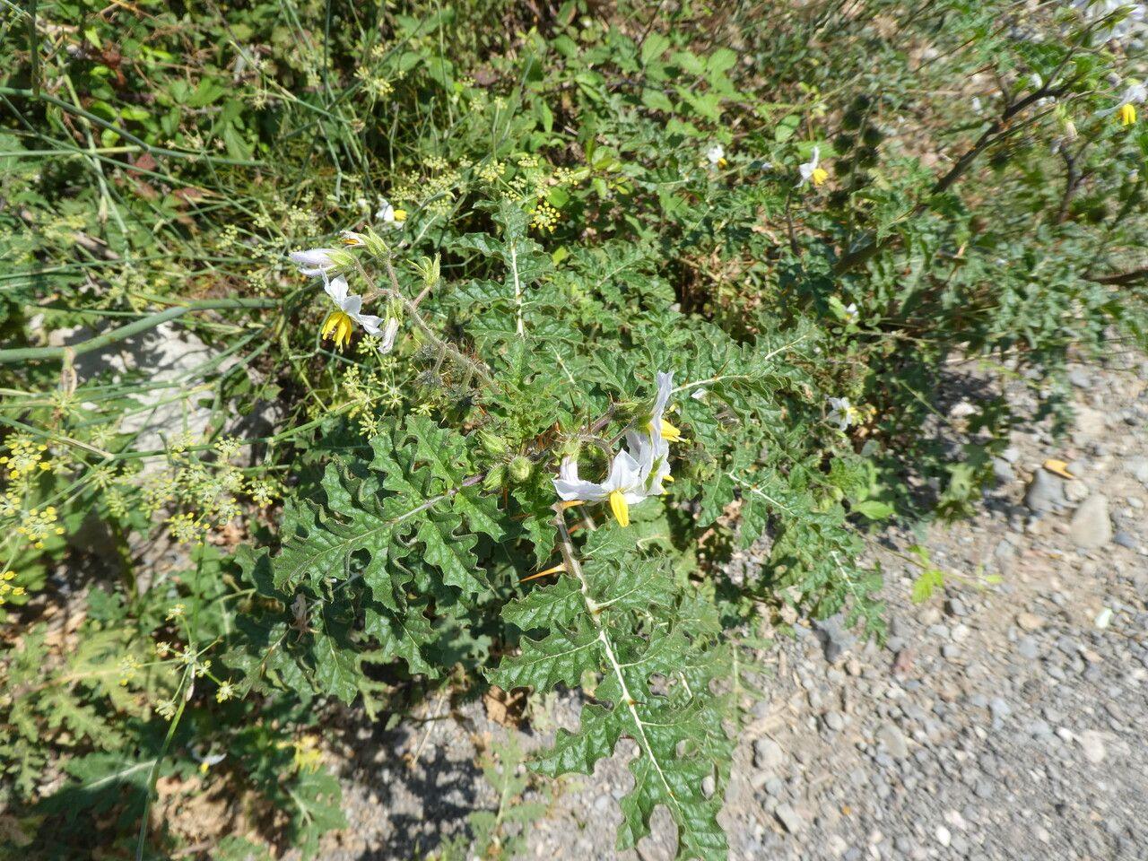 Raketnachtschade met oranje bessen en stekelige bladeren in een zonnige tuin