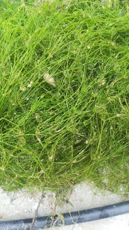 Slender waternymph (Najas gracillima) in aquatic environment