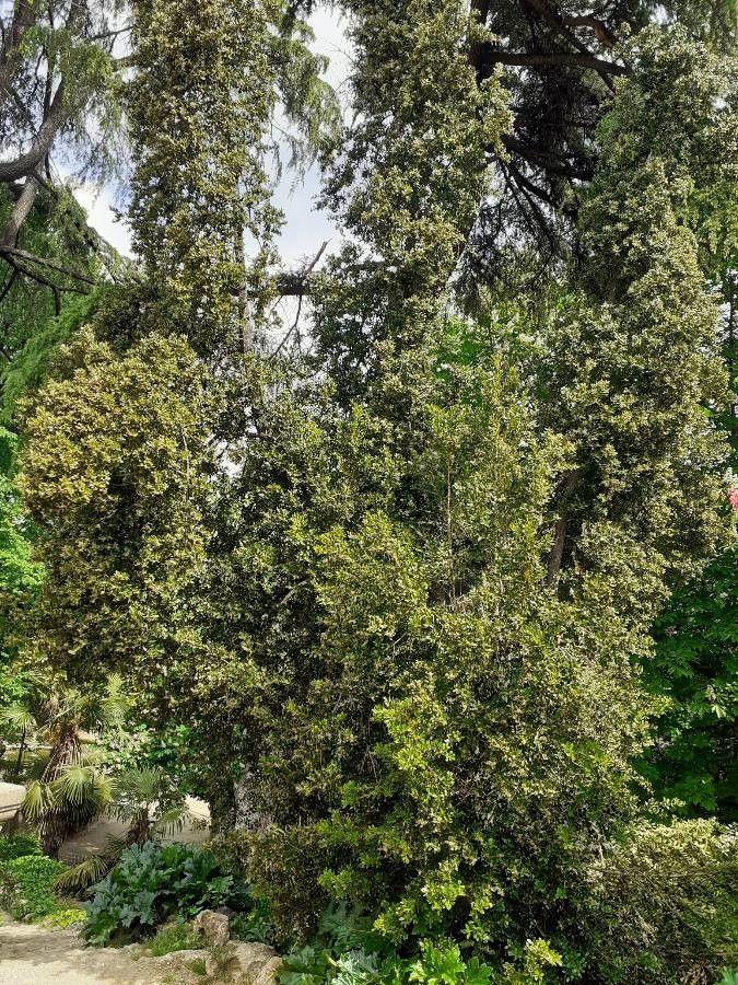 Buxus balearica in garden setting, dense foliage and natural tree form