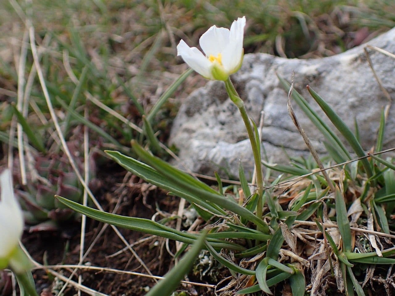 Ranunculus kuepferi with glossy white flowers growing in an alpine rock setting