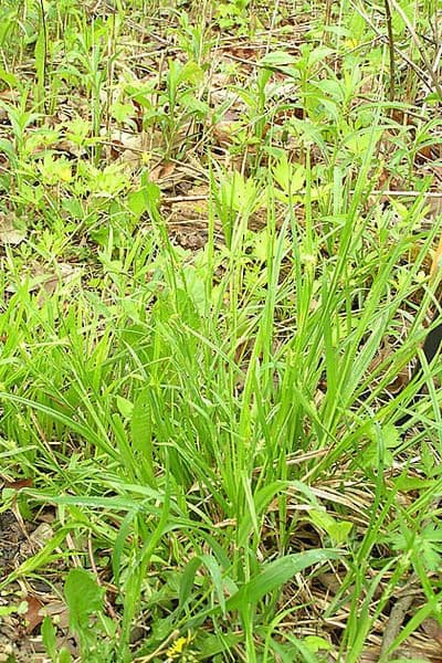 Carex blanda colony with fine gray-green foliage and subtle seed heads on forest floor