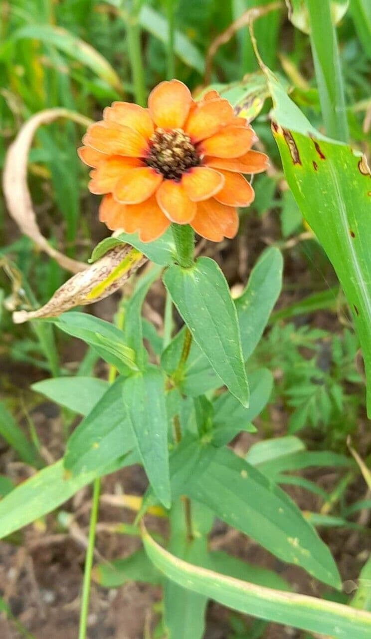 Red-orange flowers of Zinnia peruviana, Peruvian zinnia