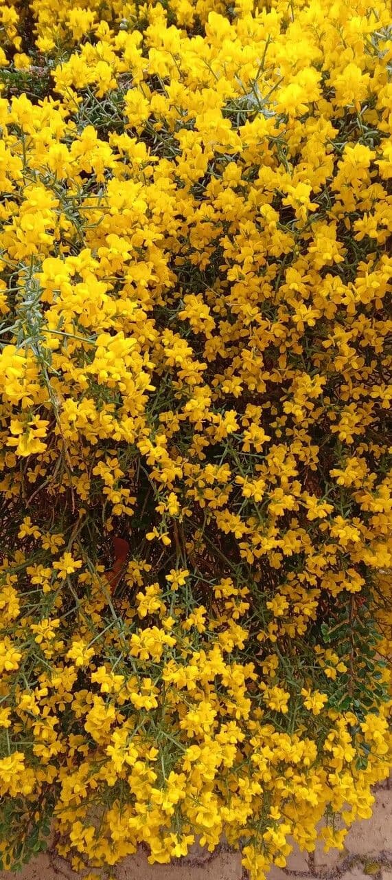 Lydia broom with cascading yellow flowers