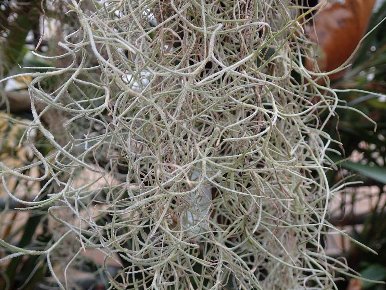 Tillandsia usneoides spanish moss threadlike