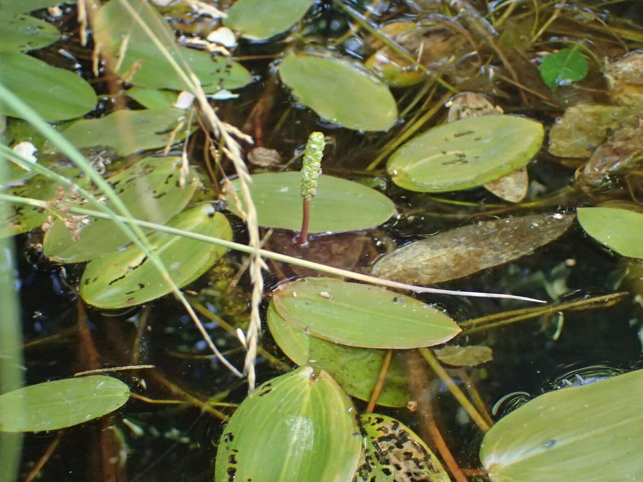 Floating-leaf Pondweed with characteristic heart-shaped floating leaves on water surface