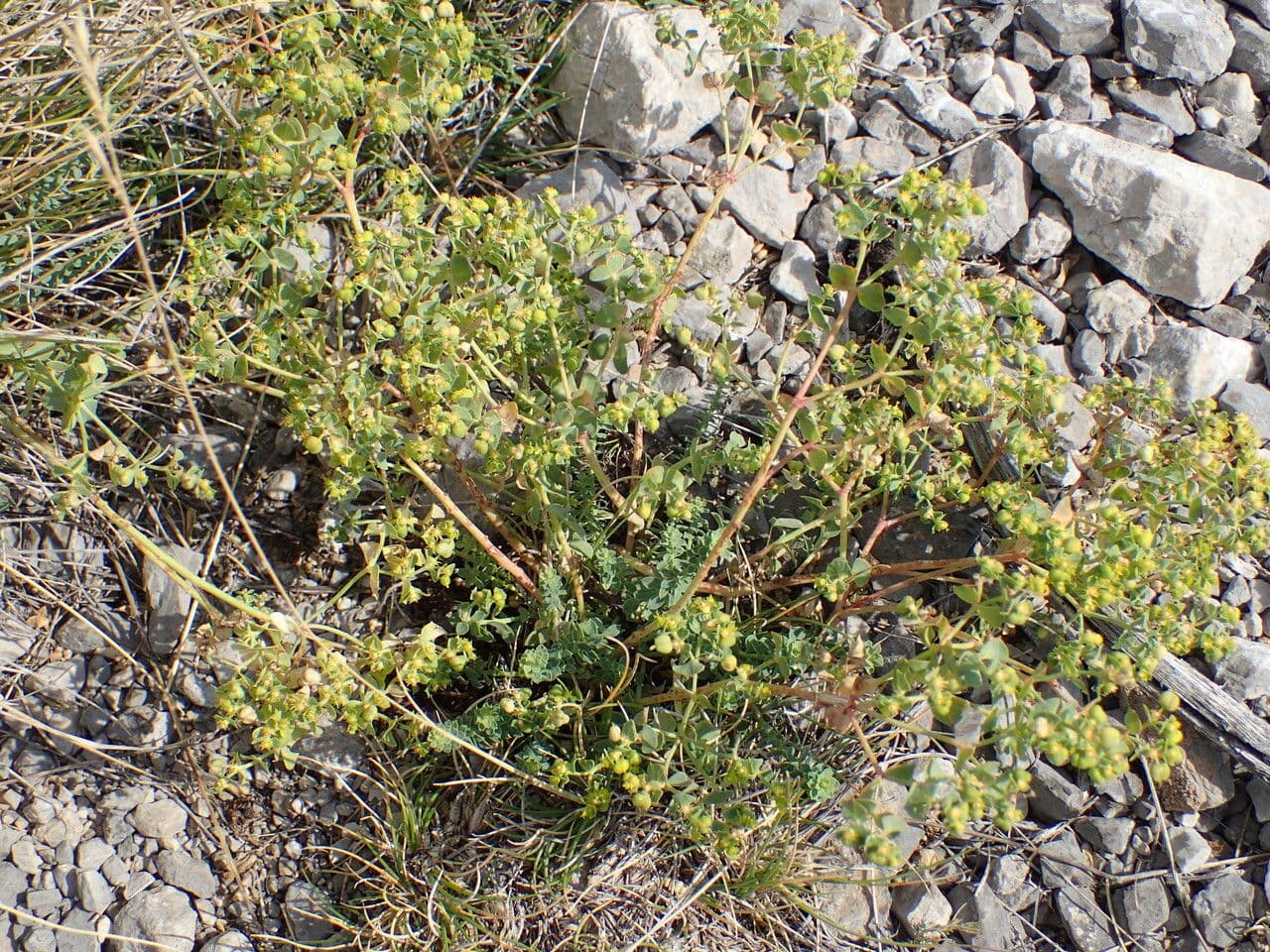 Euphorbia herniariifolia (herniaria-leaf spurge) with delicate flowers