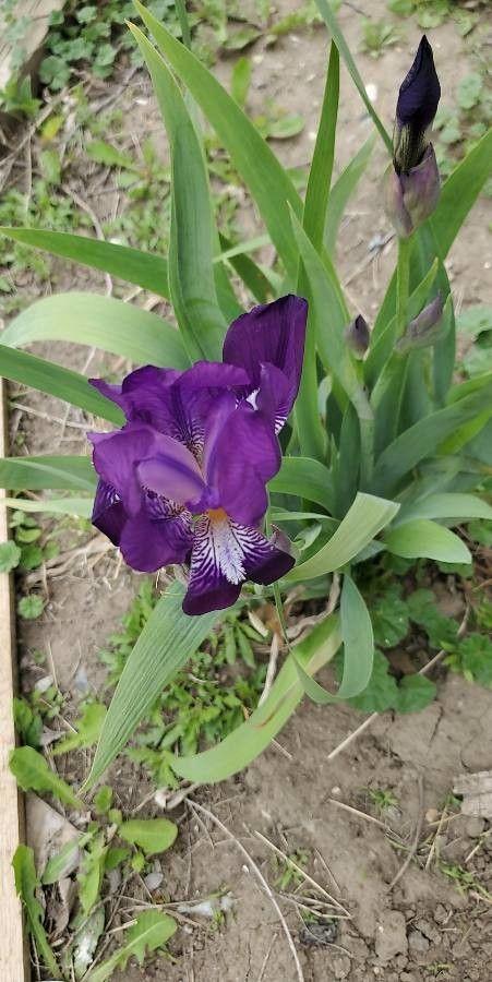 Gruppe lila Zwerg-Schwertlilien in voller Blüte auf durchlässigem, sonnigem Beet