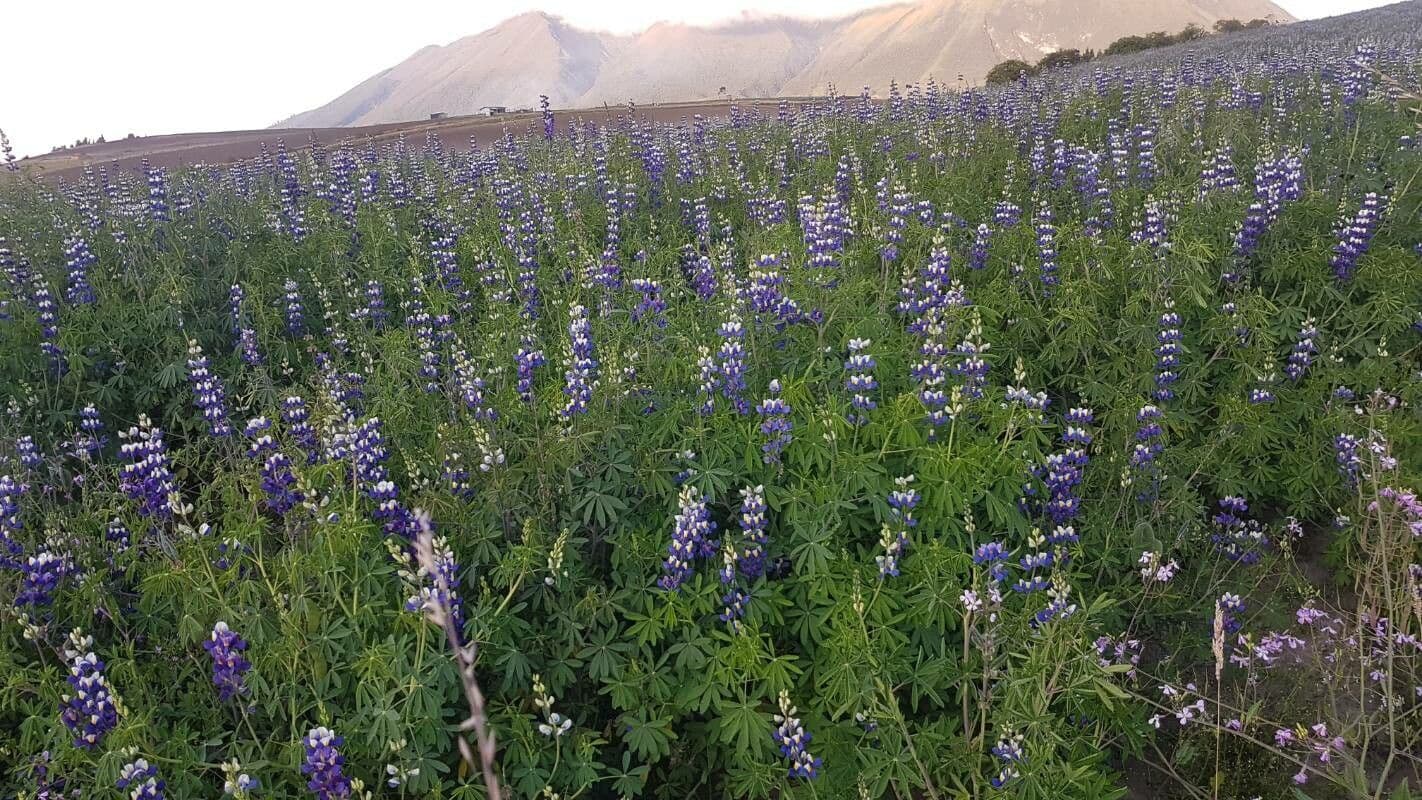 Kleurrijke Lupinus mutabilis bloemen in diverse tinten
