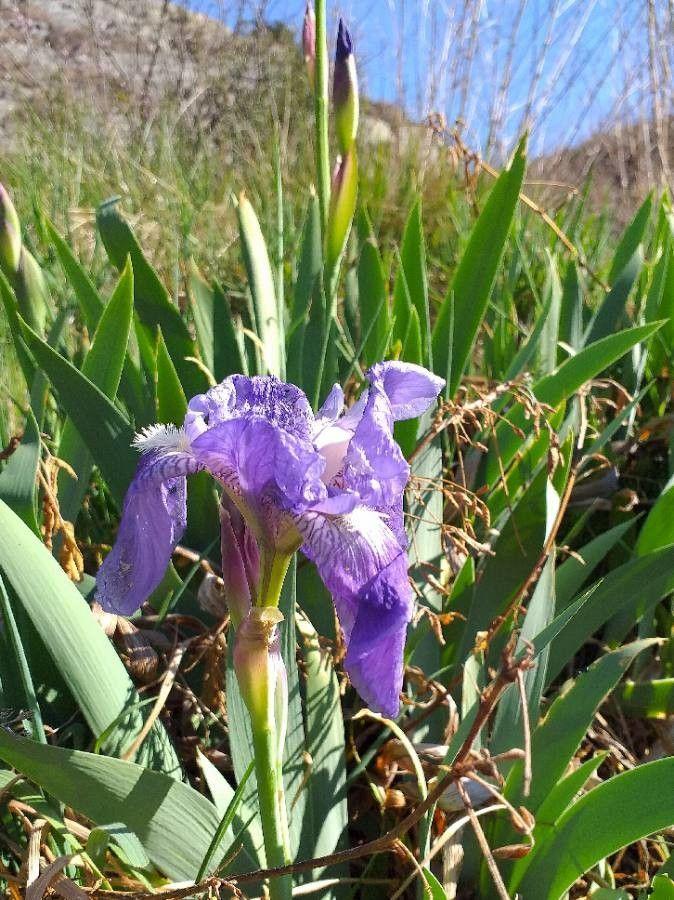 Gelbliche Schwertlilie in voller Blüte auf einer sonnigen, felsigen Böschung im späten Frühling