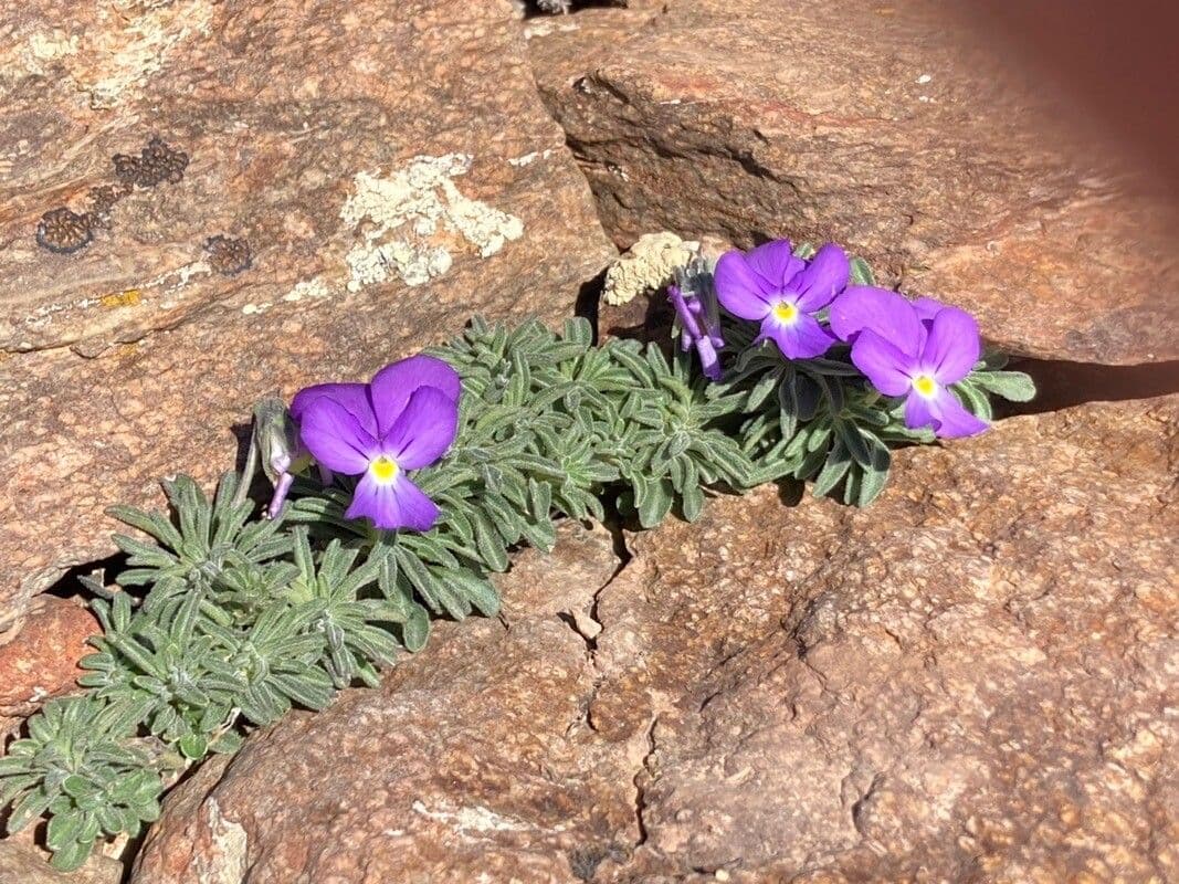 Pyrenaeen-Stiefmuetterchen mit violetten Blueten zwischen Kalkfelsen der Pyrenaeen