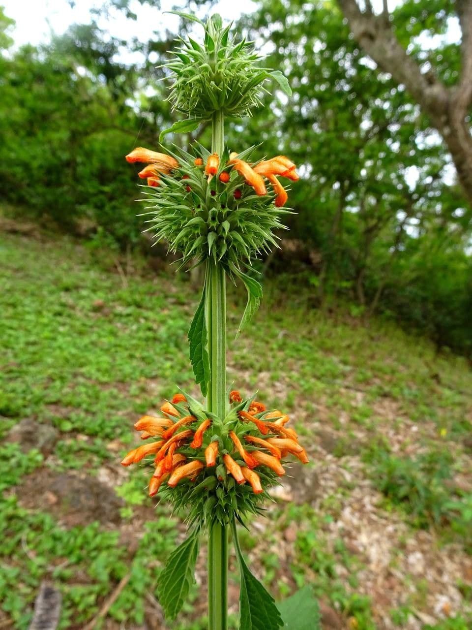 Leonotis nepetifolia avec des fleurs orange vives en grappes verticillees