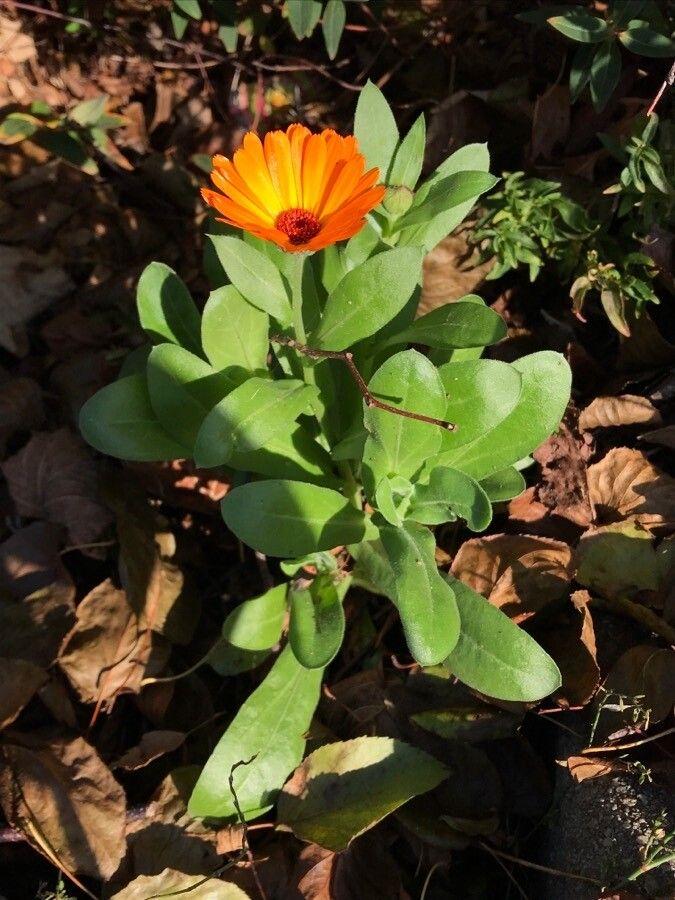 Bright orange and yellow calendula flowers in full bloom, growing in a sunny garden bed.