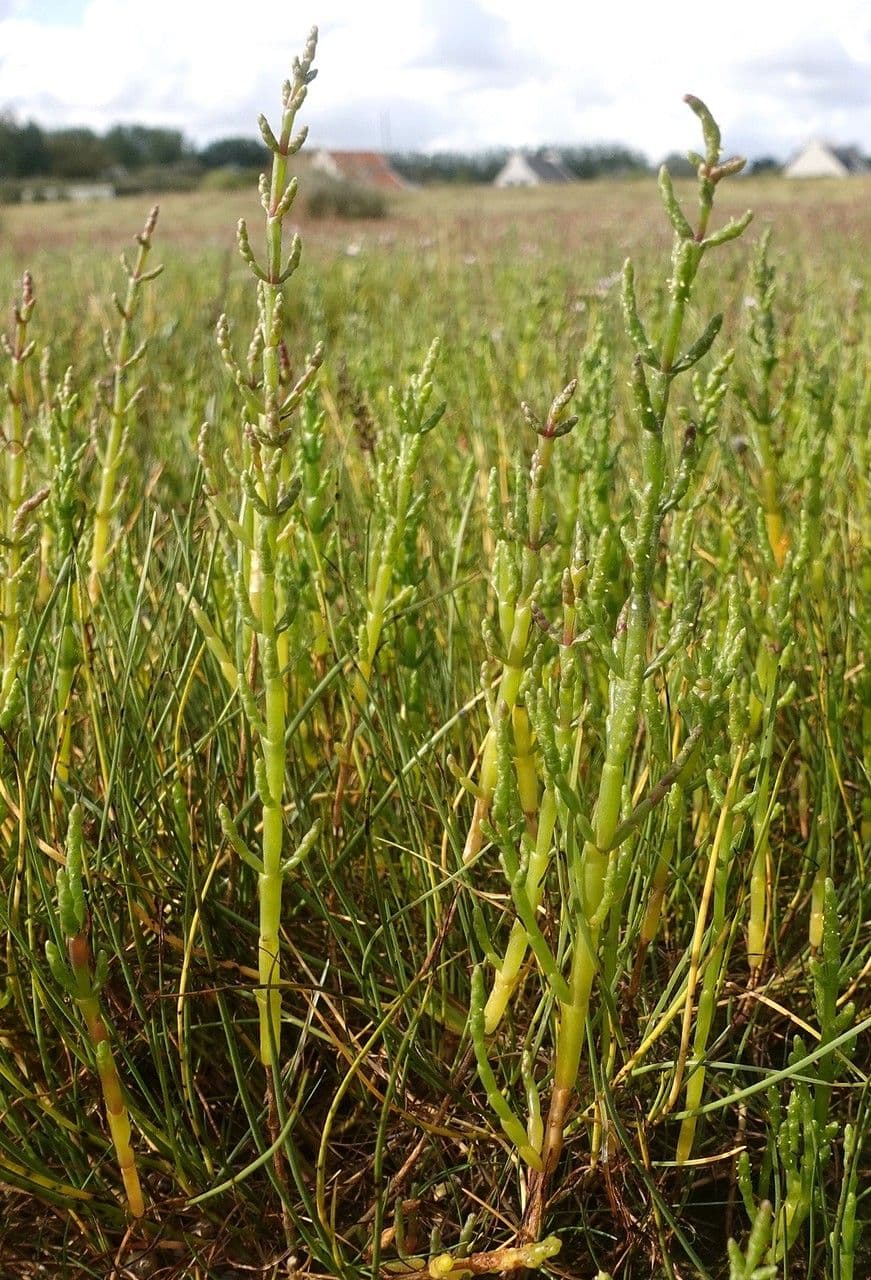 Salicornia europaea Pflanze mit grunem und rotem Laub