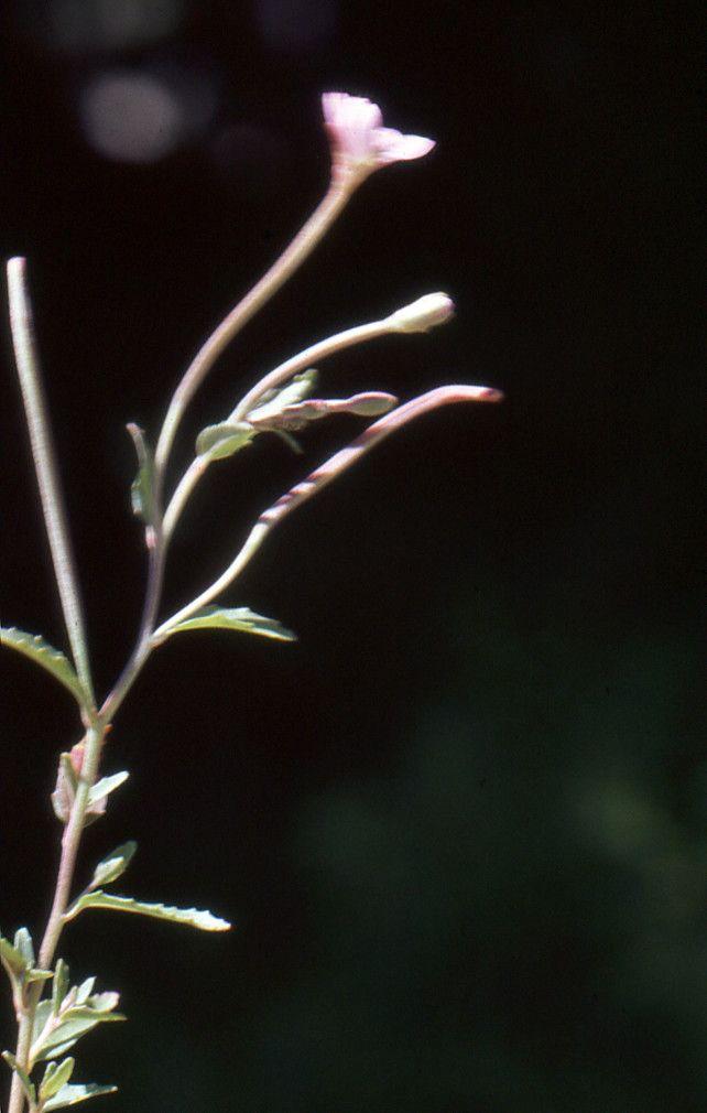 Épilobe des collines en fleur sur un talus ensoleillé, entre graviers