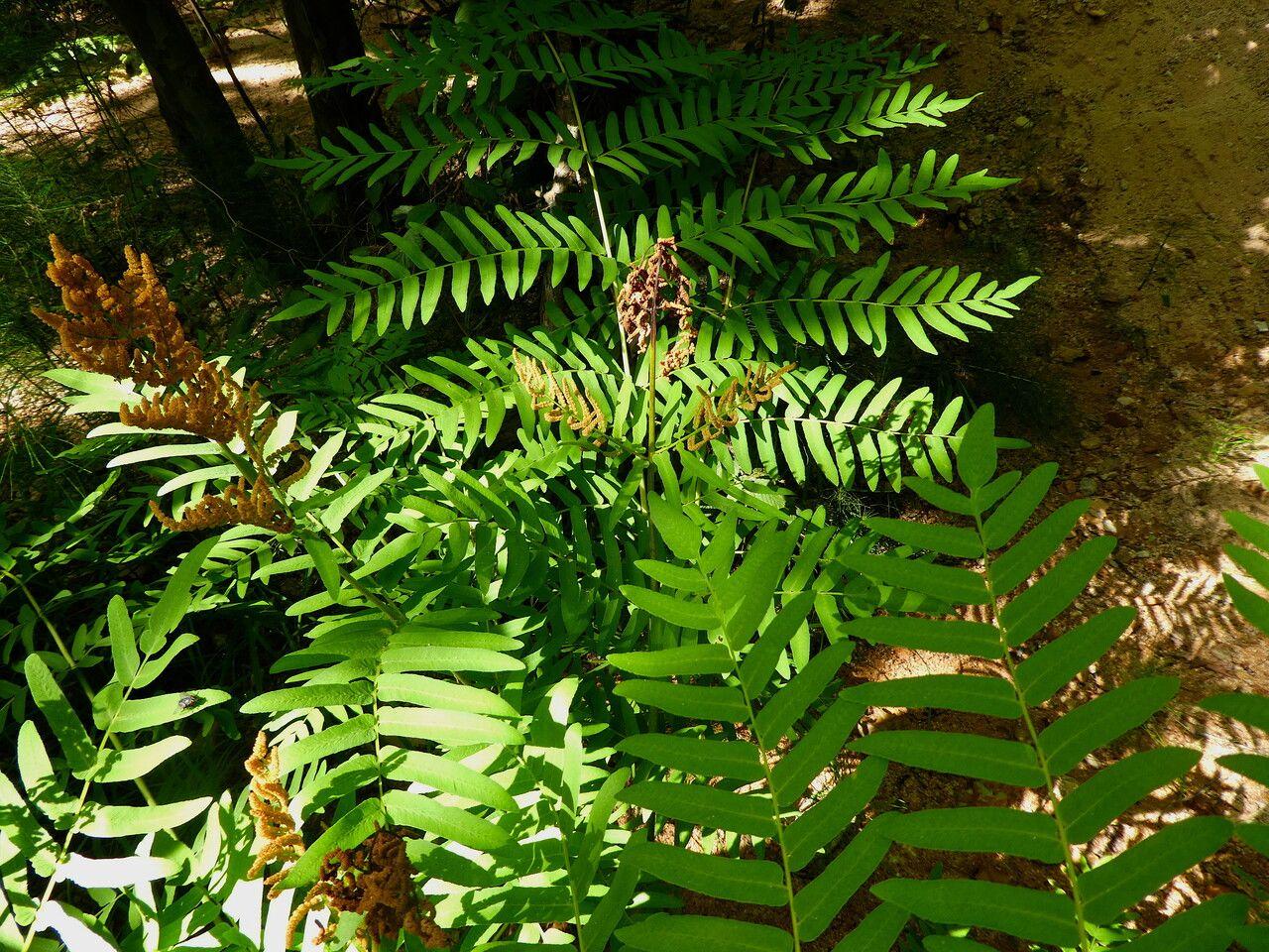 Royal fern (Osmunda regalis) in full growth in a damp, shaded woodland setting
