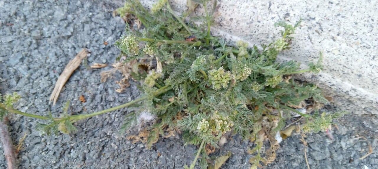 Knopig doornzaad (Torilis nodosa) met fijne witte bloemen