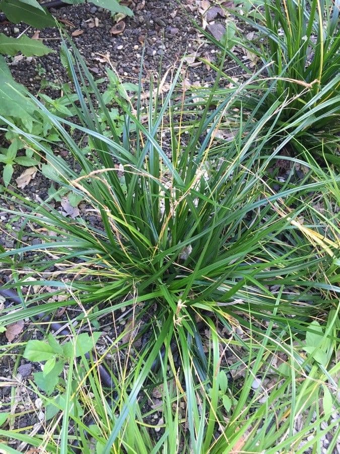 Evergreen sedge in alpine rocky mountain setting