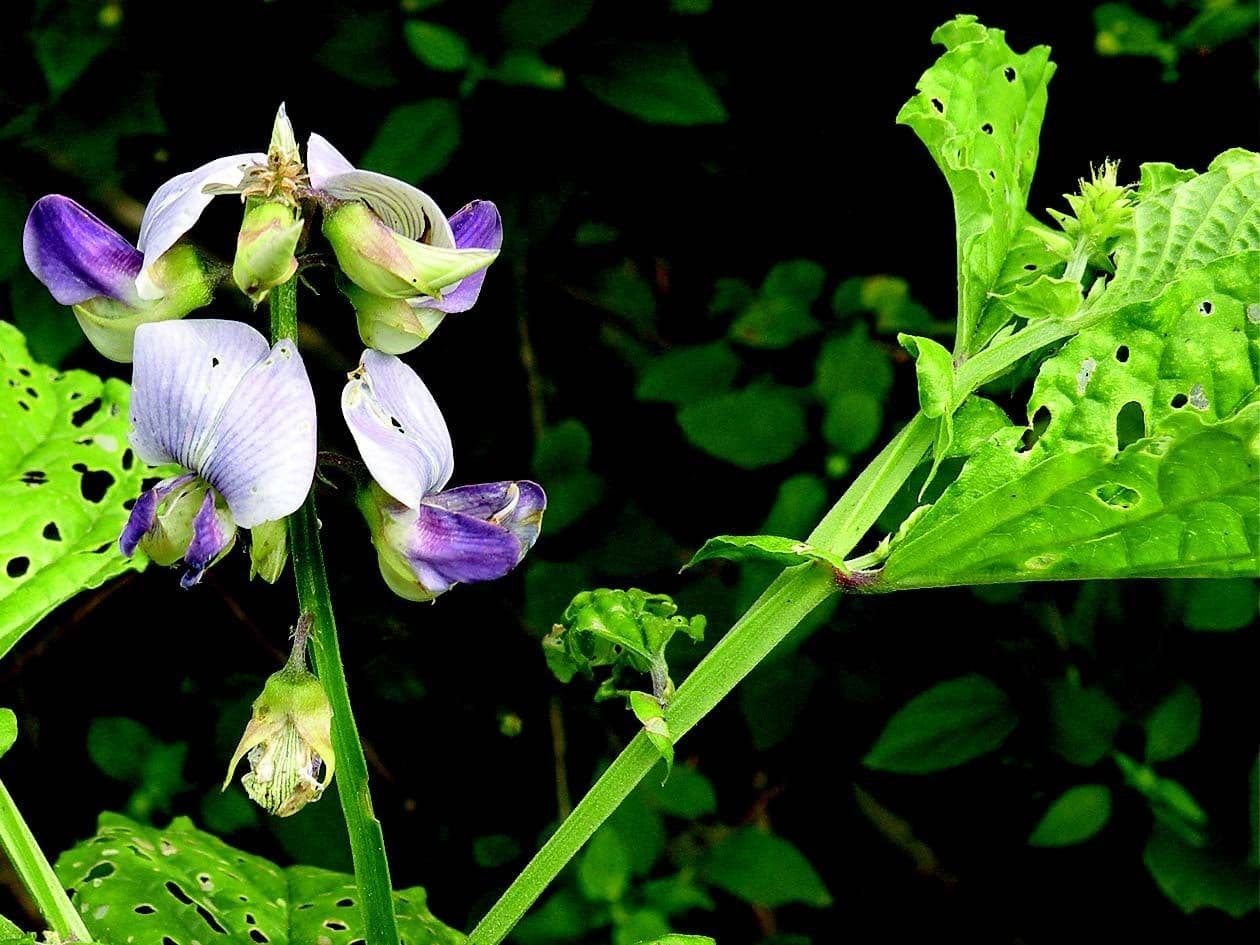 Crotalaria verrucosa mit blauen Blüten