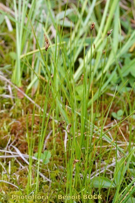 String sedge (Carex chordorrhiza) in a damp woodland edge, with fine green foliage and brown flower spikes.