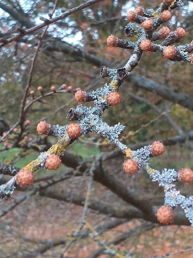 Chinesische Goldlarche in Herbstfarben