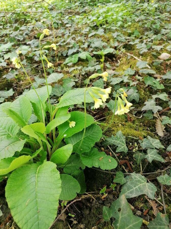 Hohe Schlüsselblume (Primula elatior) mit hellgelben Blüten in einer leicht schattigen Waldkante