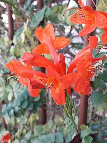 Tecoma capensis kaapse kamperfoelie bloemen