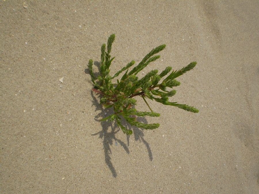 Corispermum pallasii with fine feathery foliage and winged seeds