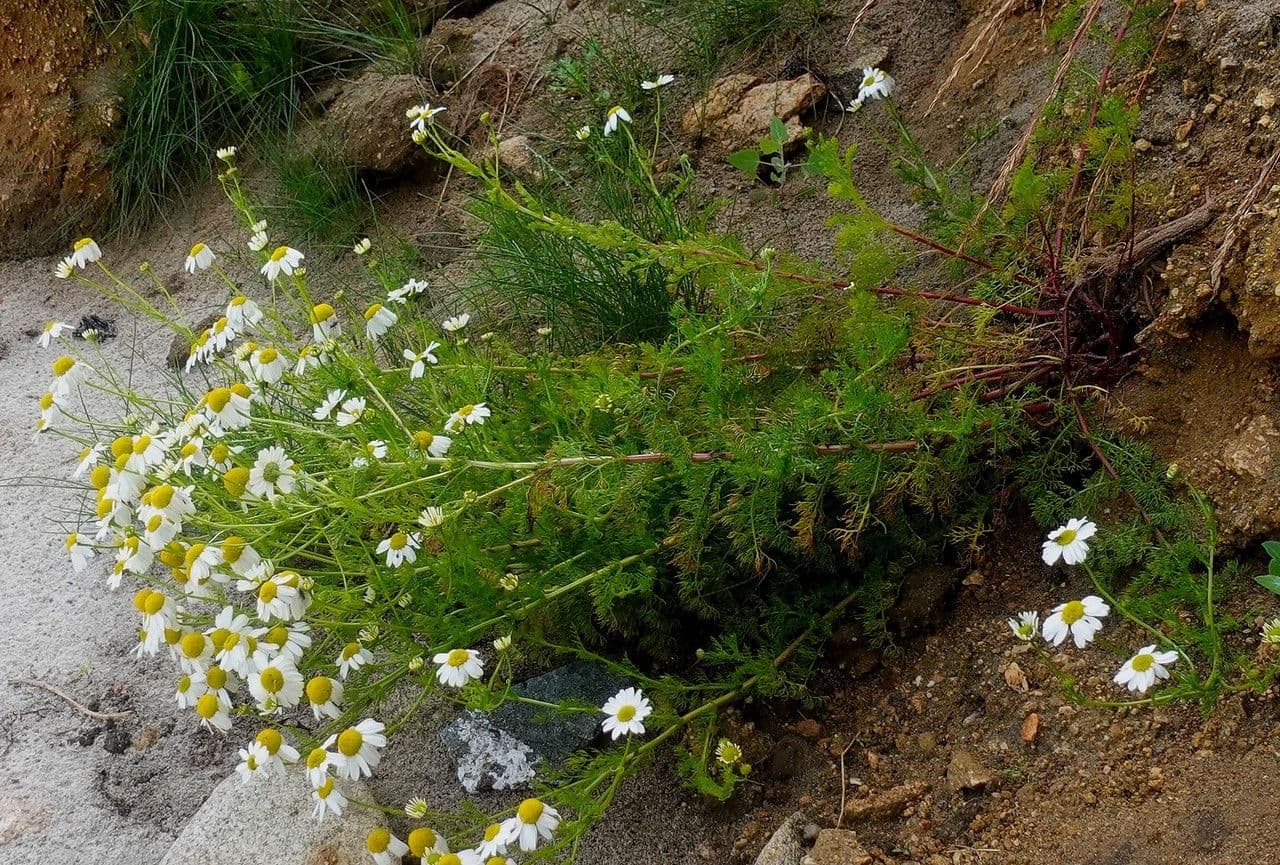 Tripleurospermum maritimum bloemen op strand
