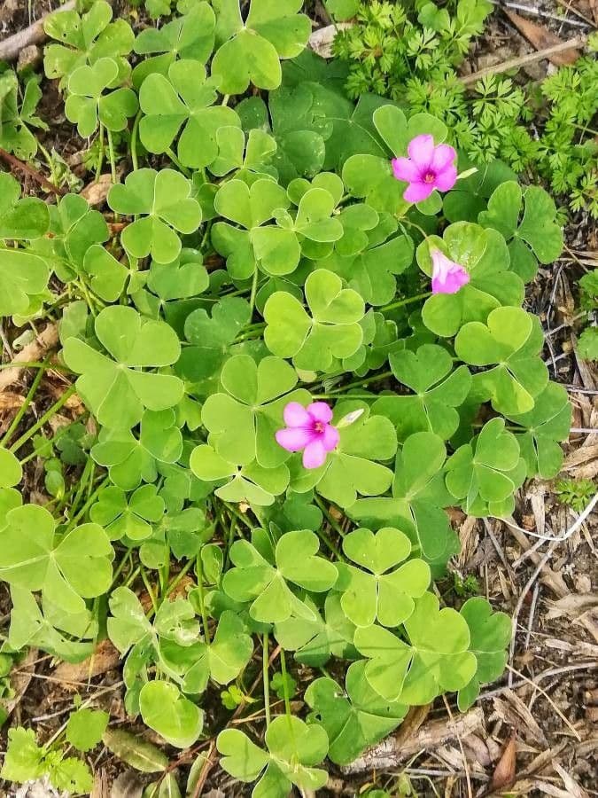Oxalis debilis avec fleurs roses