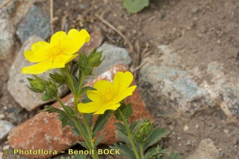 Potentille hispanique croissant sur des pentes rocheuses en Espagne