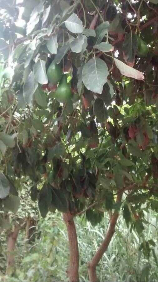 Avocadoboom met rijpe groene vruchten