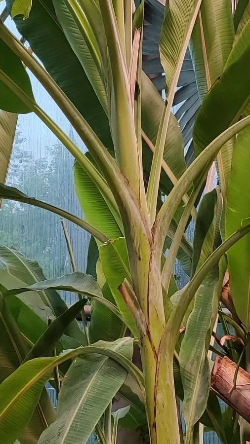 Plante Abaca avec de grandes feuilles vertes dans un jardin tropical
