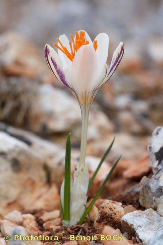Delicate flowers of Crocus laevigatus